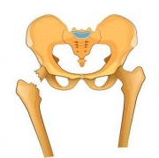 depositphotos_146661373-stock-illustration-pelvis-hip-fracture-hip-dislocation